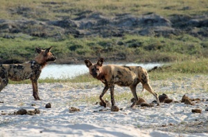 Wild Dogs, Chobe River Nat'l Park, Botswana