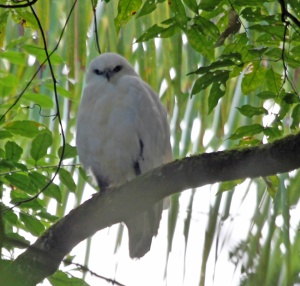 White Hawk, Belize