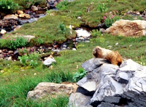 Hoary Marmot, Mt. Rainier, Washington