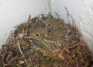Day 15, flycatcher nestlings