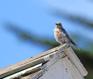 Western Bluebird, late August, molting, Pt. Reyes, CA