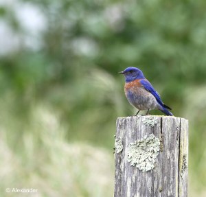 Western Bluebird in Spring, Pt. Reyes, CA