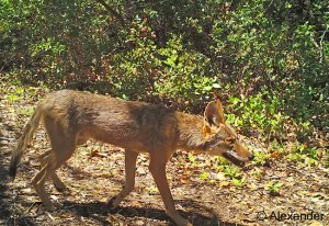 Coyote, California