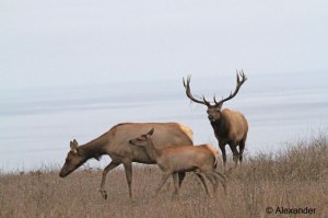 Bull, cow, calf tule elk
