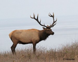 Bull tule elk