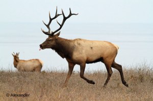Tule elk male, Pt. Reyes, California